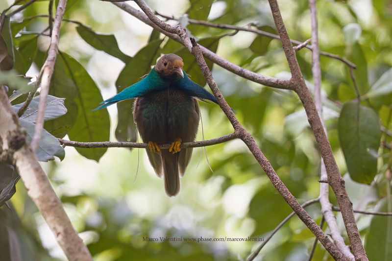 Stardardwing Bird-of-paradise - Semioptera wallacii