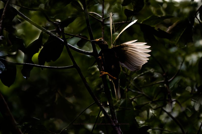 Stardardwing Bird-of-paradise - Semioptera wallacii