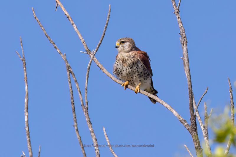 Malagasy Kestrel - Falco newtoni