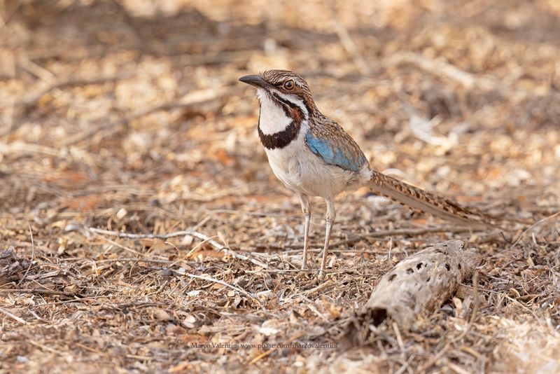 Long-tailed Ground-roller - Uratelornis chimaera