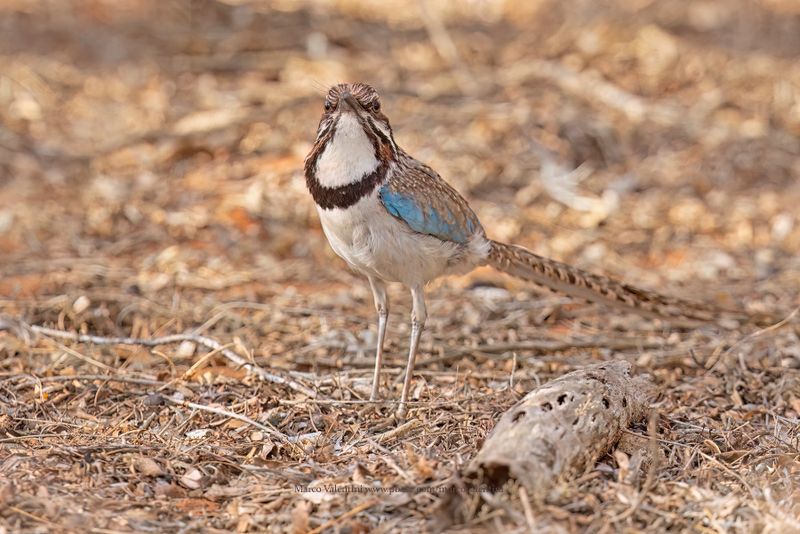Long-tailed Ground-roller - Uratelornis chimaera