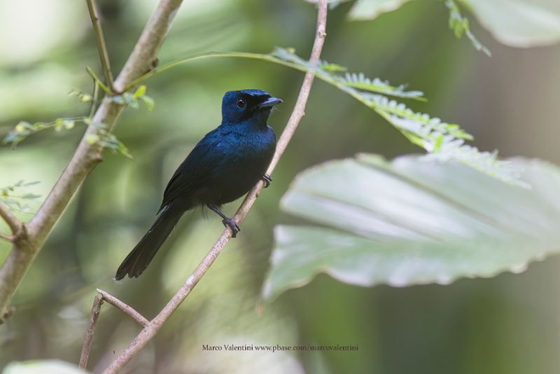 Shining Flycatcher - Myiagra alecto