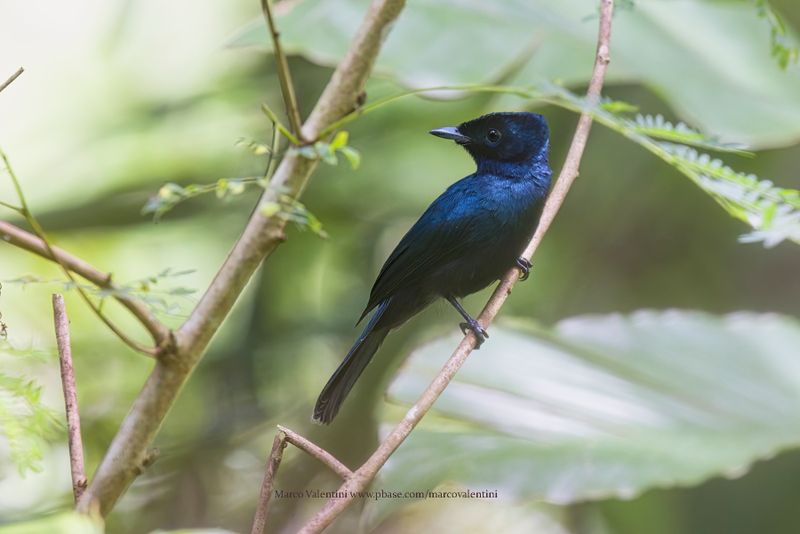Shining Flycatcher - Myiagra alecto