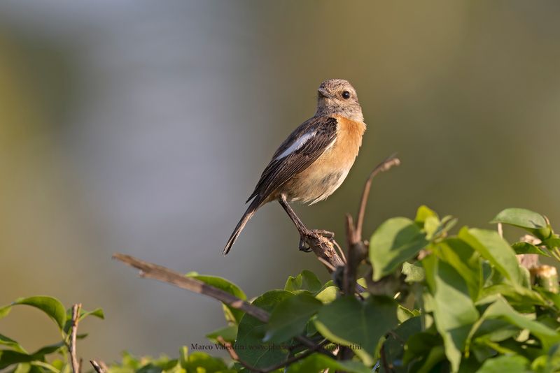 African stonechat - Saxicola torquatus