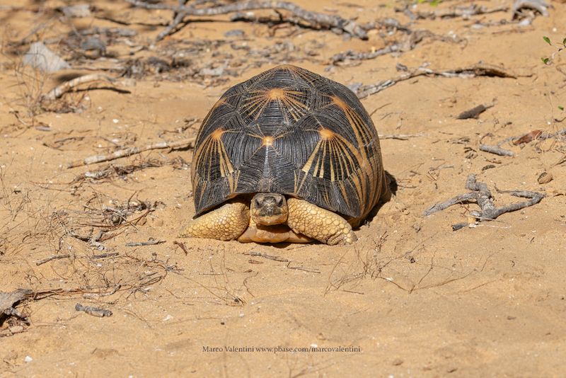 Radiated Tortoise - Astrochelys radiata