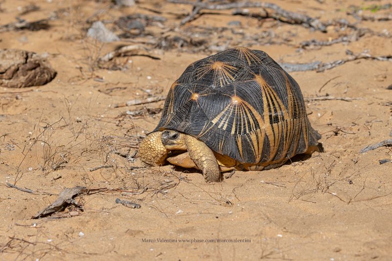 Radiated Tortoise - Astrochelys radiata