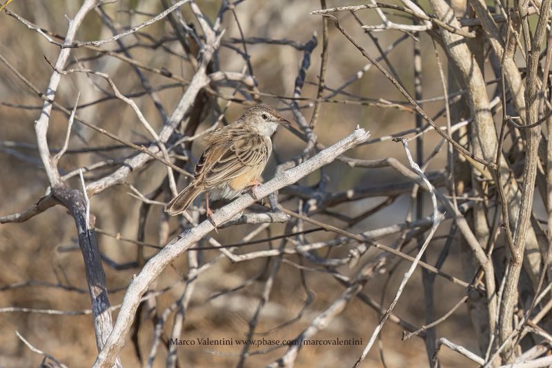 Madagascar Cisticola - Cisticola cherina