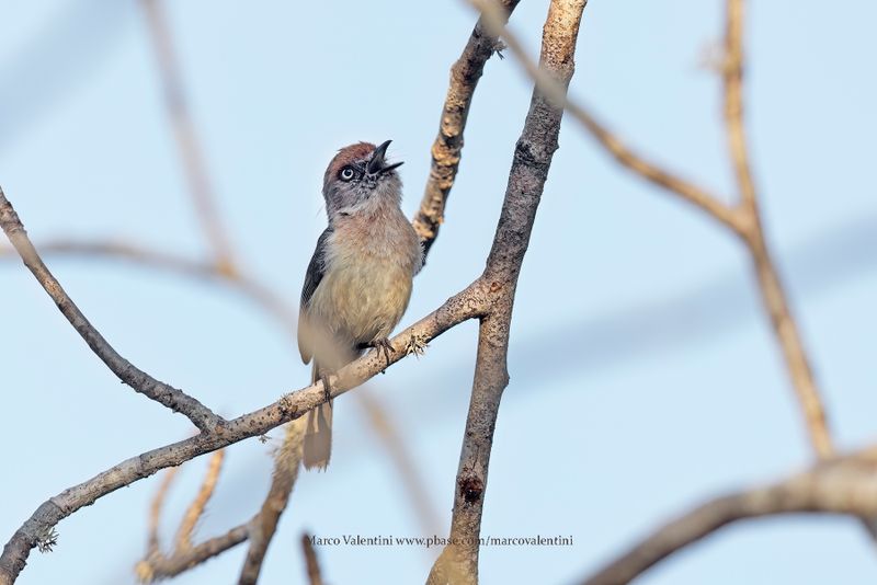Archbold's Newtonia - Newtonia archboldi