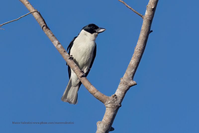 Van Dam's Vanga - Xenopirostris damii