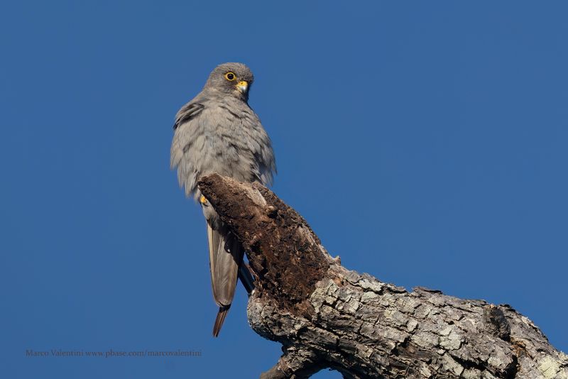 Sooty Falcon - Falco concolor