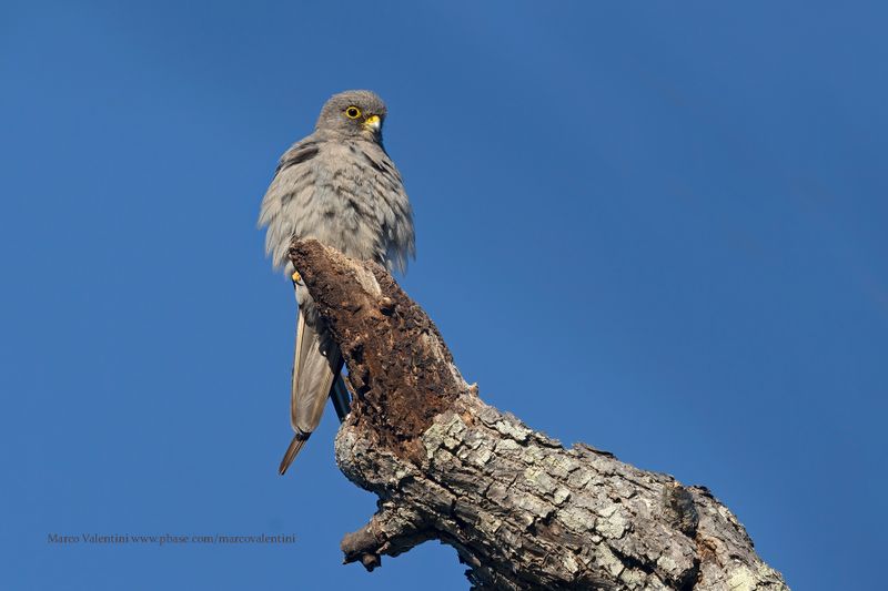 Sooty Falcon - Falco concolor