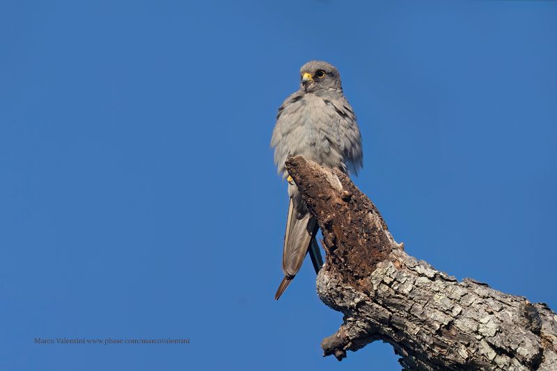 Sooty Falcon - Falco concolor