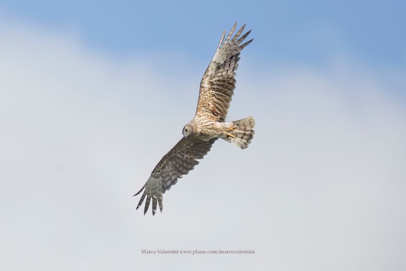 Madagascar Harrier - Circus macrosceles
