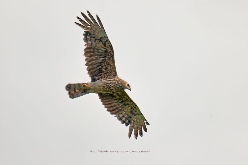 Madagascar Harrier - Circus macrosceles