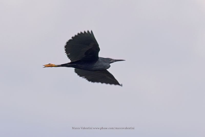 Black heron - Egretta ardesiaca