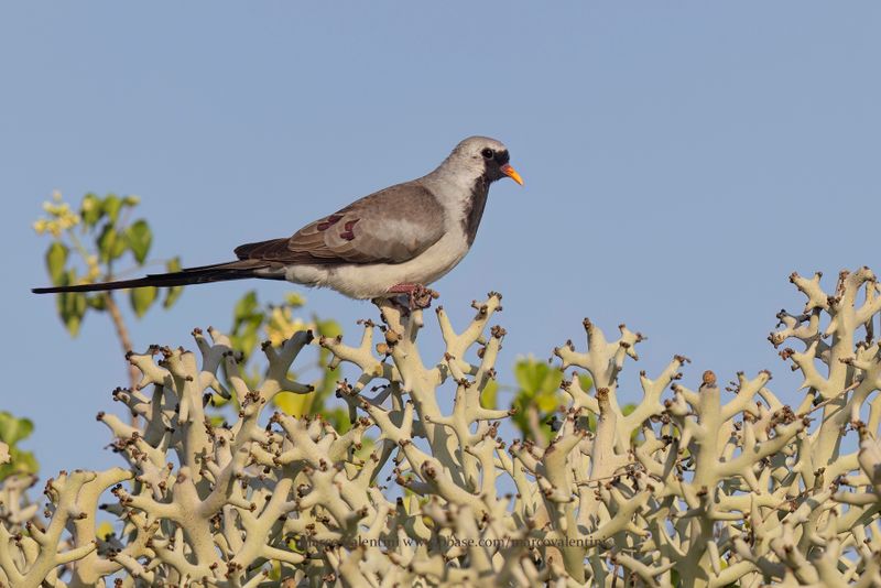Namaqua Dove - Oena capensis