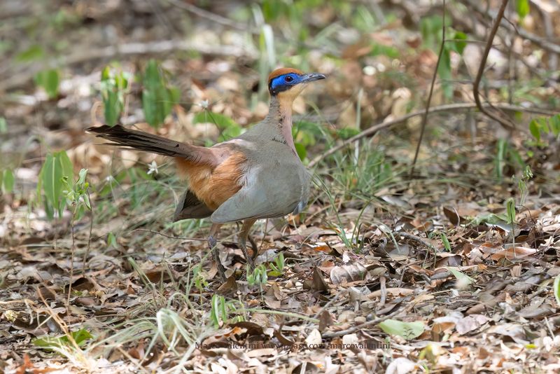 Red-capped Coua - Coua ruficeps