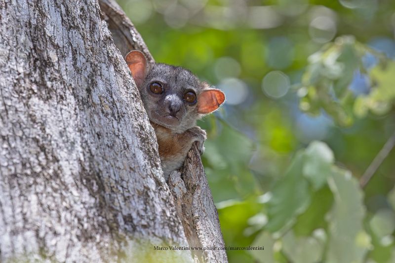 Milne-Edwards Sportive Lemur - Lepilemur edwardsi