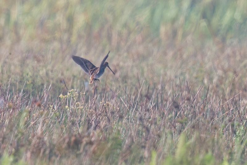 Madagascar Snipe - Gallinago macrodactyla