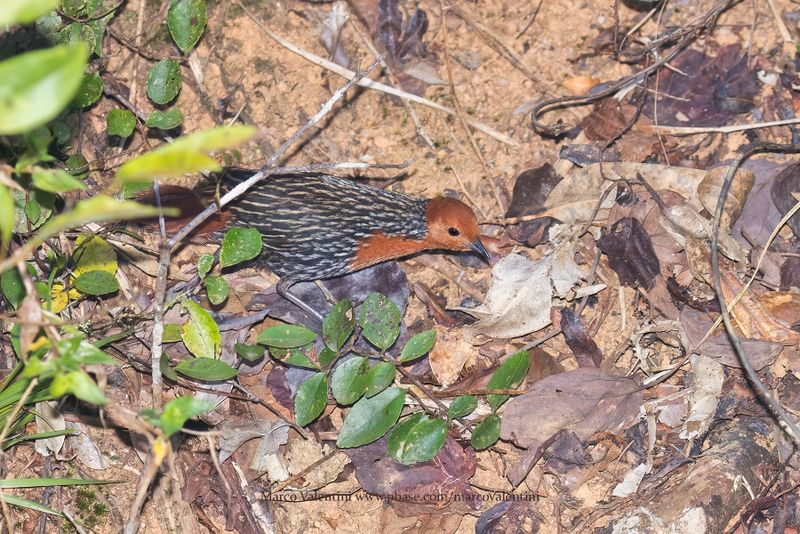 Madagascar Flufftail - Sarothrura insularis
