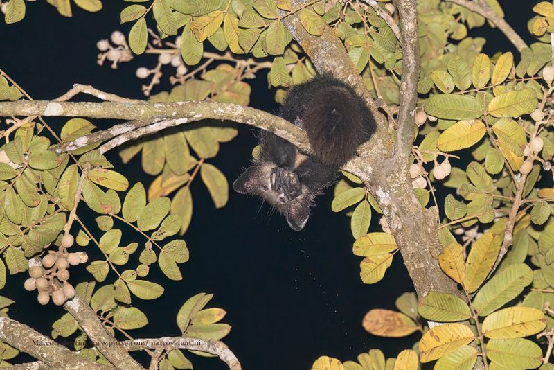 Aye-aye - Daubentonia madagascariensis