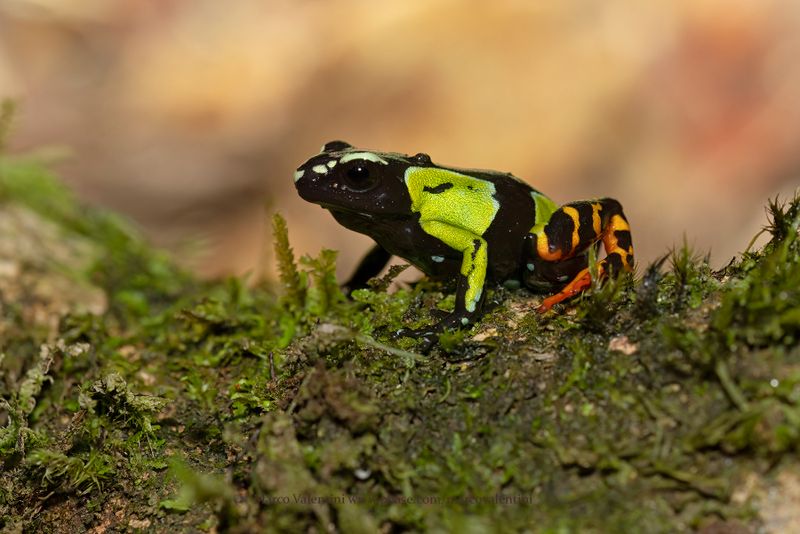 Baron's Mantella - Mantella baroni