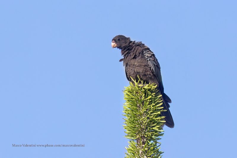 Lesser vasa parrot - Coracopsis nigra