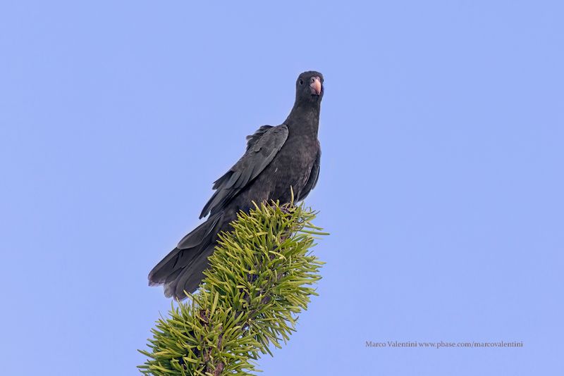 Lesser vasa parrot - Coracopsis nigra