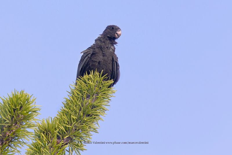 Lesser vasa parrot - Coracopsis nigra