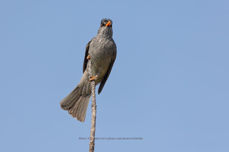 Malagasy bulbul - Hypsipetes madagascariensis