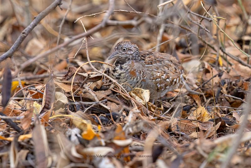 Madagascar Buttonquail - Turnix nigricollis