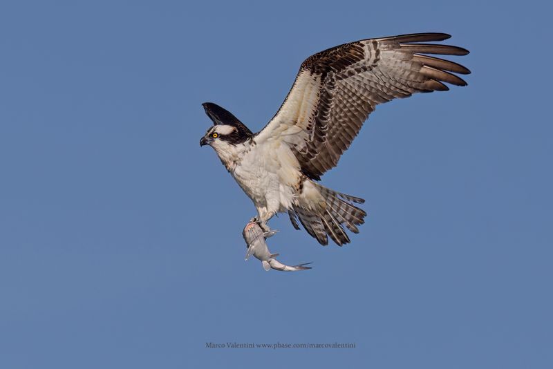 Osprey - Pandion haliaetus