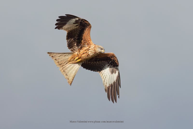 Red kite - Milvus milvus