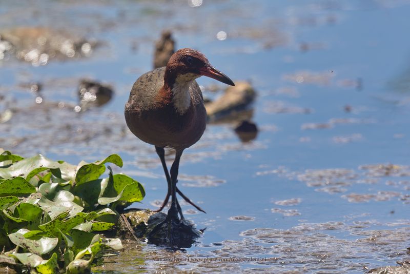 White-throated Rail - Dryolimnas cuvieri