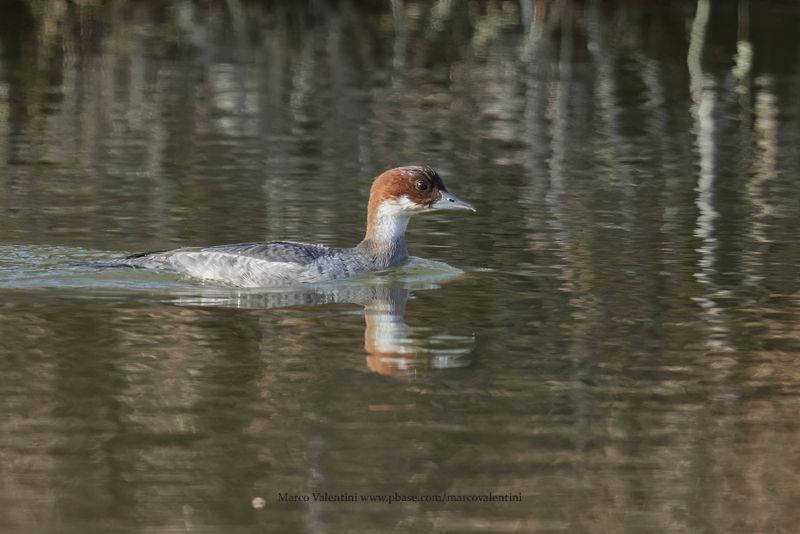 Smew - Mergellus albellus