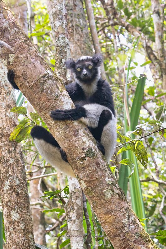 Indri - Indri indri