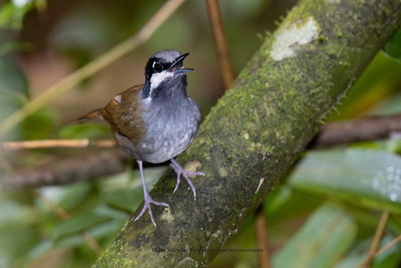 Crossley's Vanga - Mystacornis crossleyi