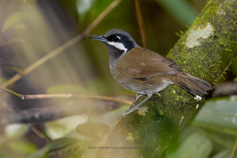 Crossley's Vanga - Mystacornis crossleyi