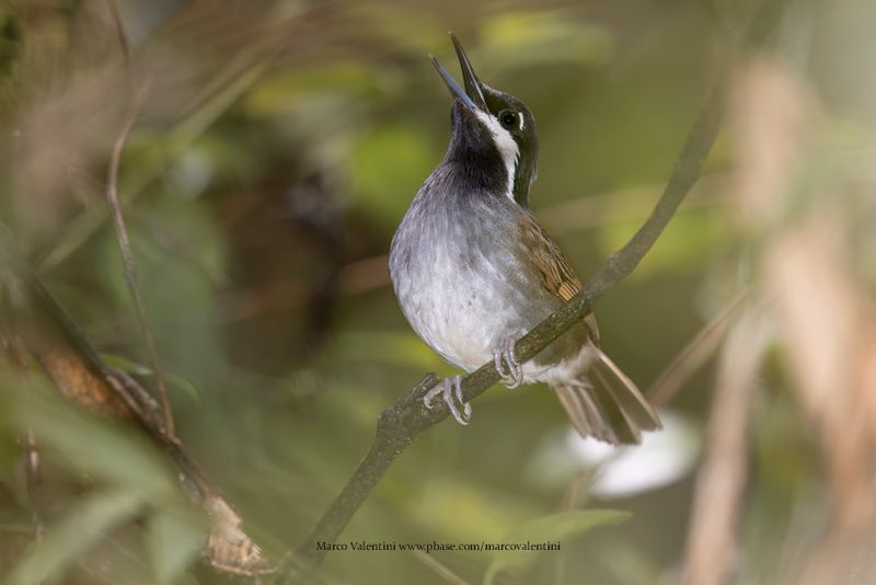 Crossley's Vanga - Mystacornis crossleyi