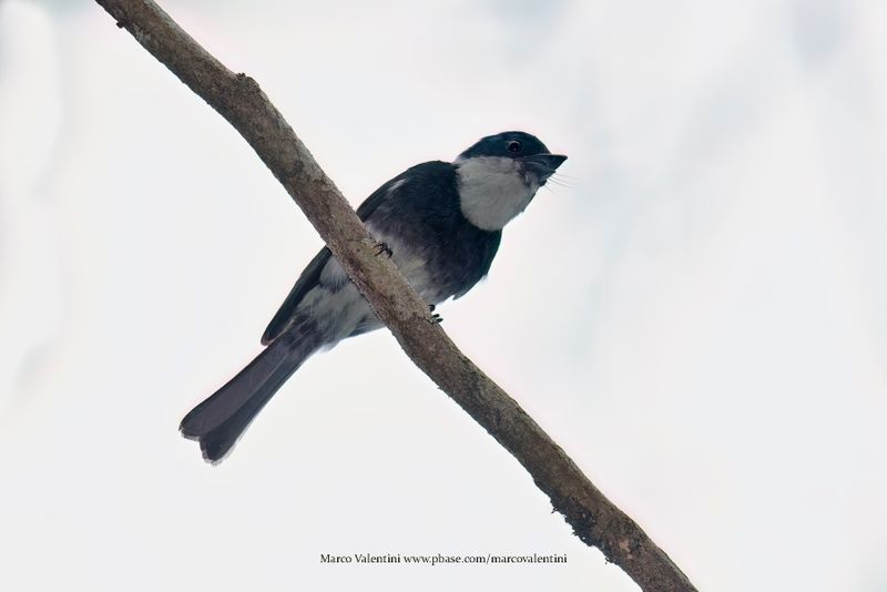 Ward's Flycatcher - Pseudobias wardi