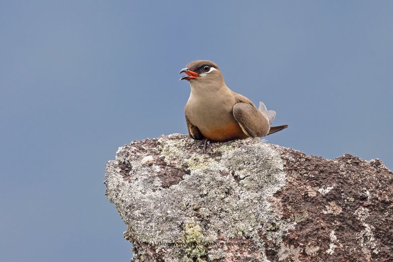 Madagascar Pratincole - Glareola ocularis