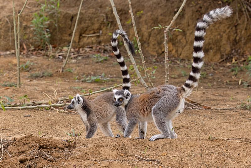 Ring-tailed lemur - Lemur catta