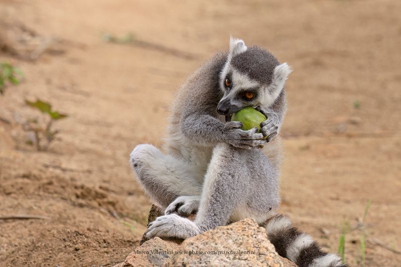 Ring-tailed lemur - Lemur catta