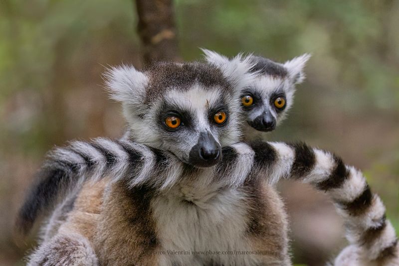 Ring-tailed lemur - Lemur catta