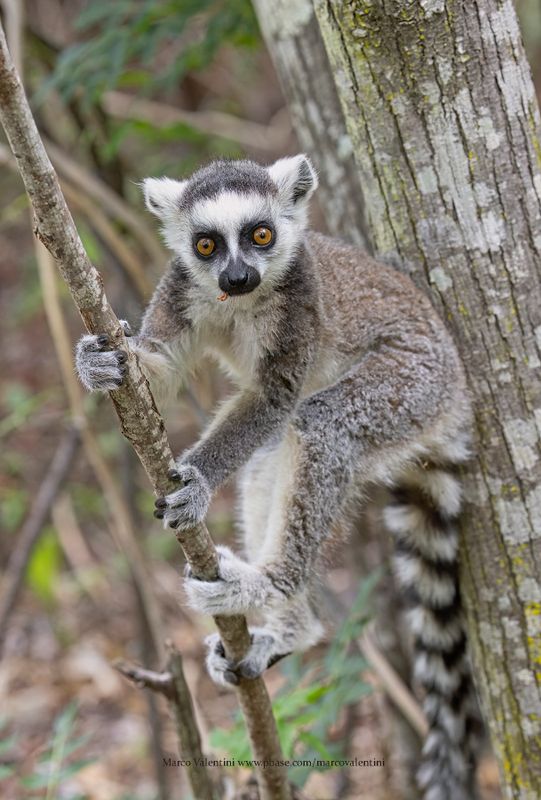 Ring-tailed lemur - Lemur catta