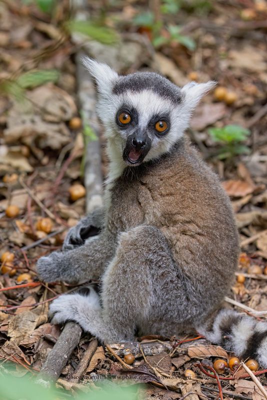 Ring-tailed lemur - Lemur catta