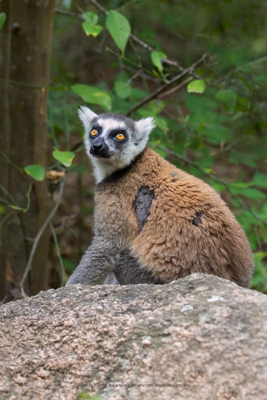 Ring-tailed lemur - Lemur catta