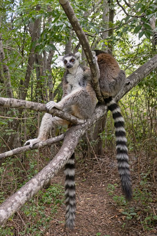 Ring-tailed lemur - Lemur catta