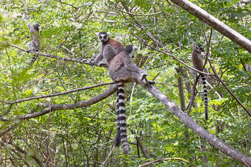 Ring-tailed lemur - Lemur catta