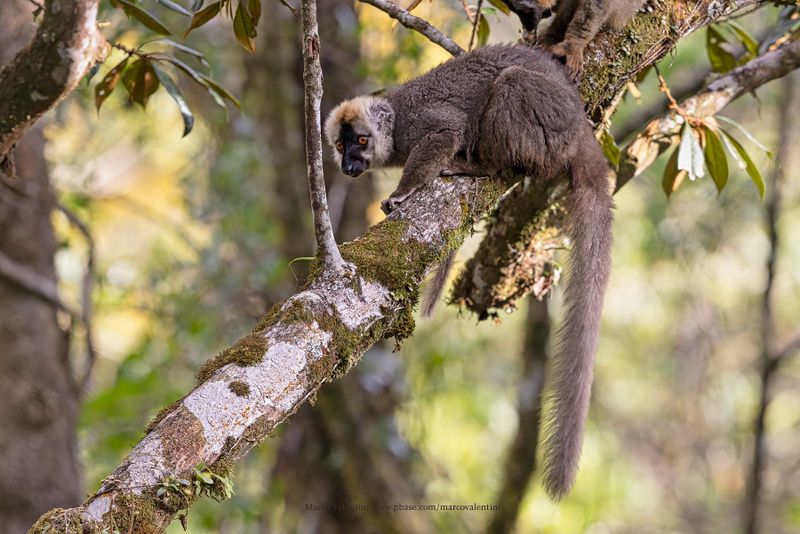 Red-fronted Brown Lemur - Eulemur rufifrons